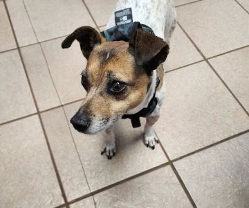 Animal Clinic of Fort Atkinson