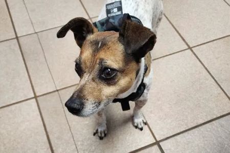 Animal Clinic of Fort Atkinson