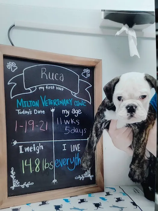 Milton Veterinary Clinic 12
