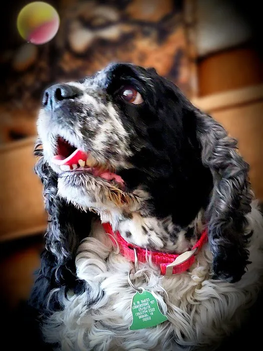 Milton Veterinary Clinic 12