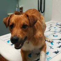 Milton Veterinary Clinic ico