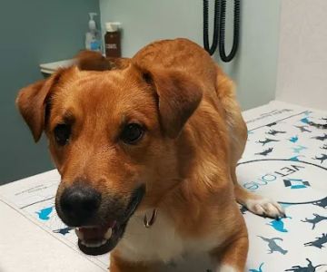 Milton Veterinary Clinic