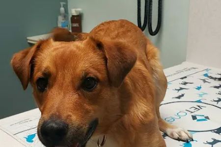 Milton Veterinary Clinic