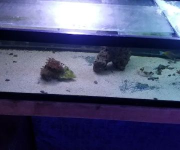 Shillington Aquariums