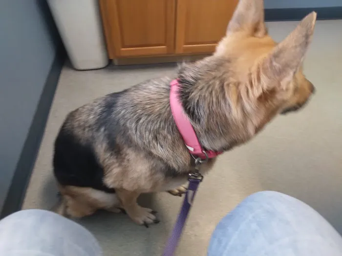 Southway Animal Hospital: Davis Beth DVM 12