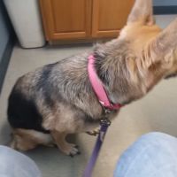 Southway Animal Hospital: Davis Beth DVM ico