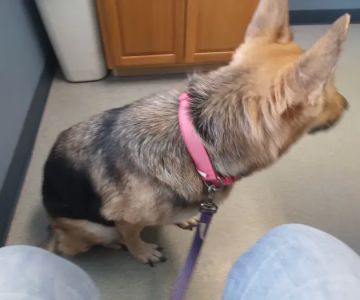 Southway Animal Hospital: Davis Beth DVM