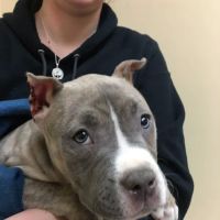 Southway Animal Hospital ico