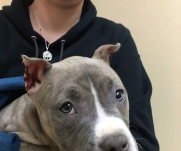Southway Animal Hospital