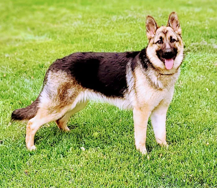 Hometown Animal Hospital 12