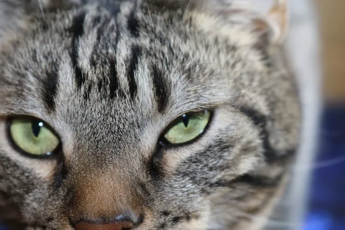 Hometown Animal Hospital 12