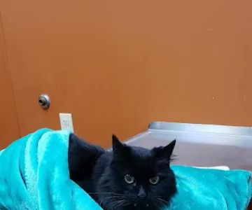 Sycamore Animal Hospital