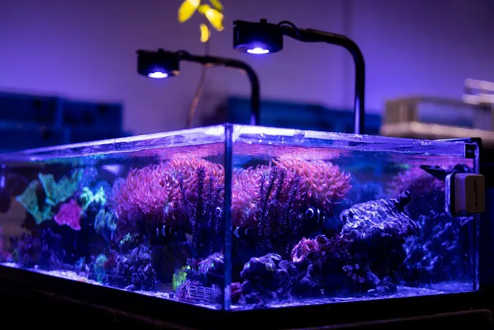 Reefstar Aquatics 12