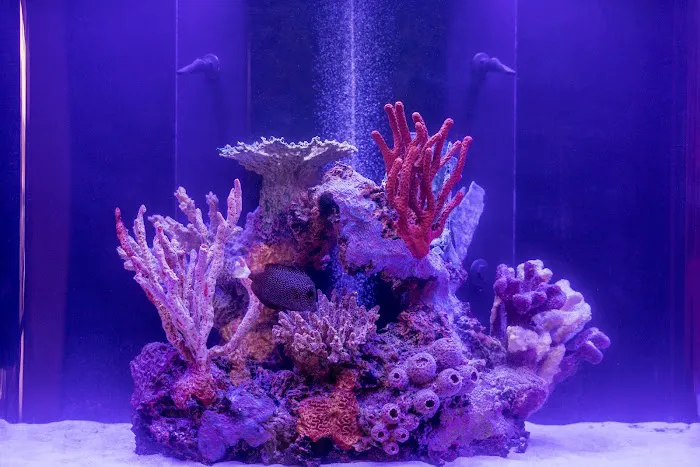 Reefstar Aquatics 12