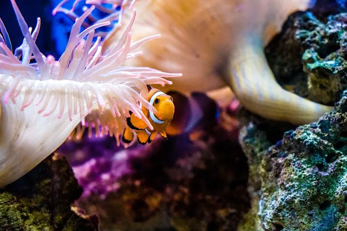 Reef Creations 12