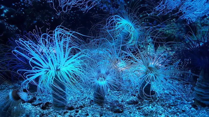 Reef Creations 12