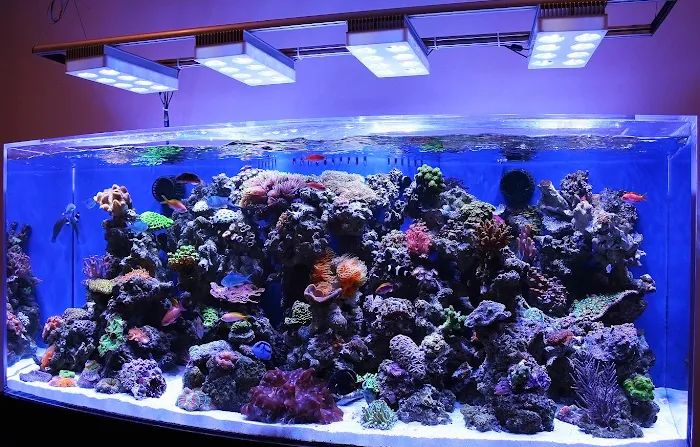 Reef Creations 12