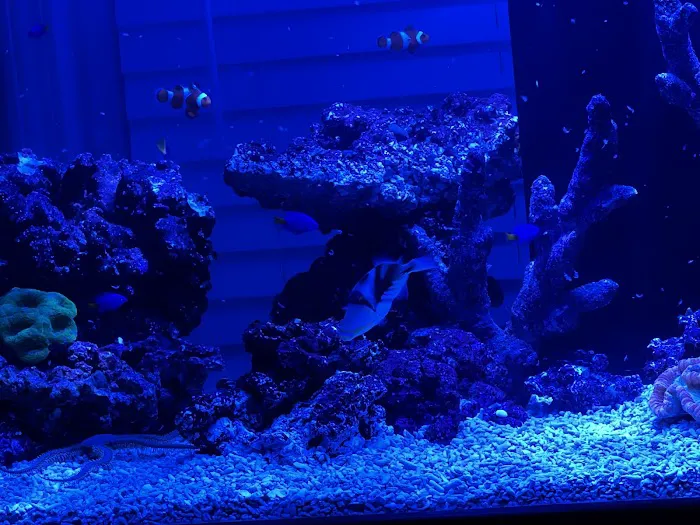 Reef Creations 12