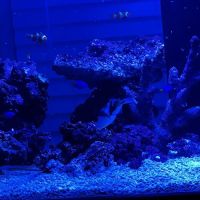 Reef Creations ico