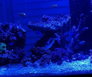 Reef Creations