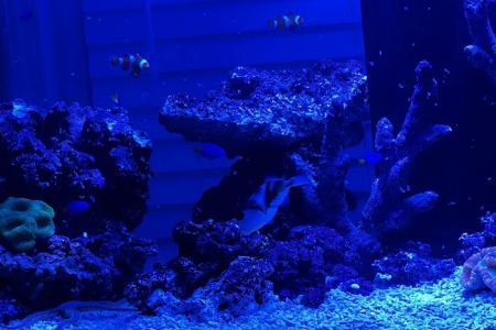 Reef Creations