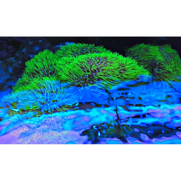 Reef Creations 12