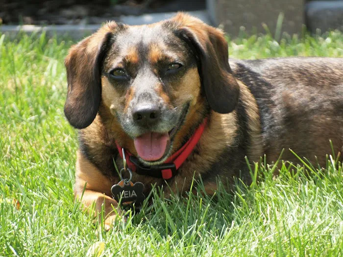 Prairie View Animal Hospital 8