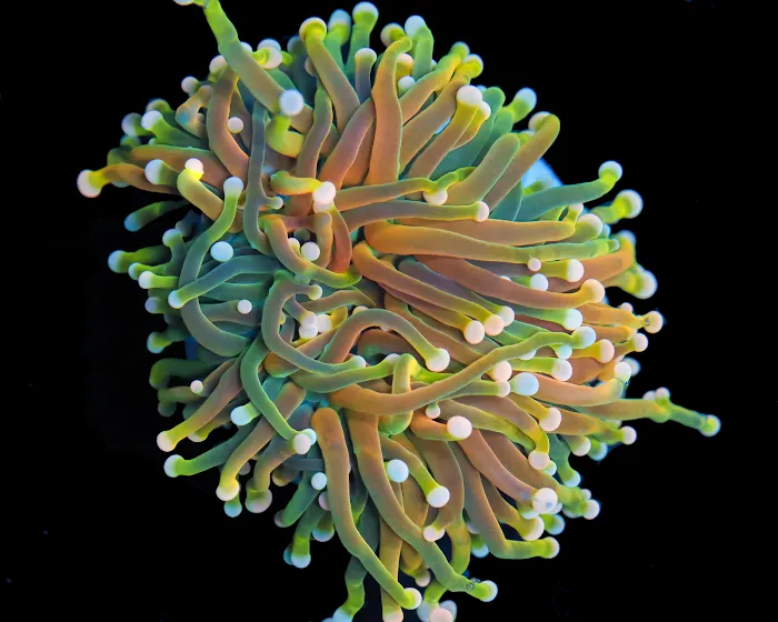 Timeless Corals 12
