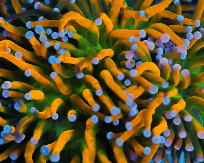 Timeless Corals 12