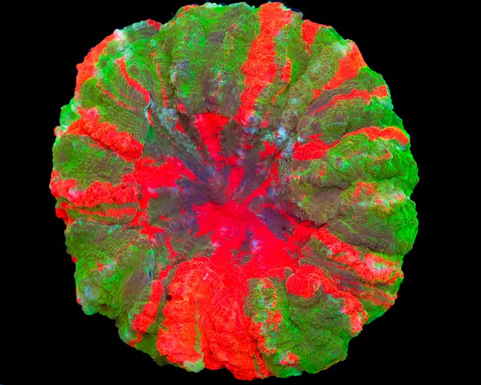 Timeless Corals 12