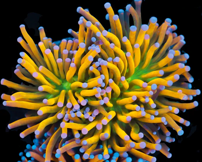 Timeless Corals 12