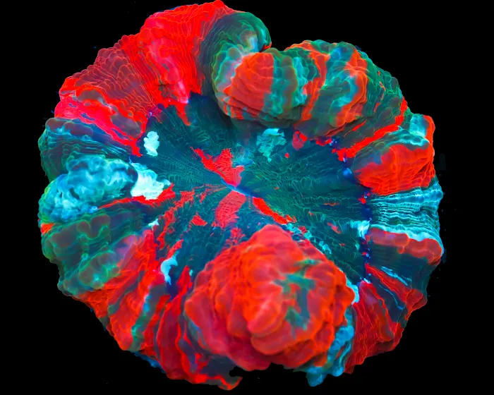 Timeless Corals 12