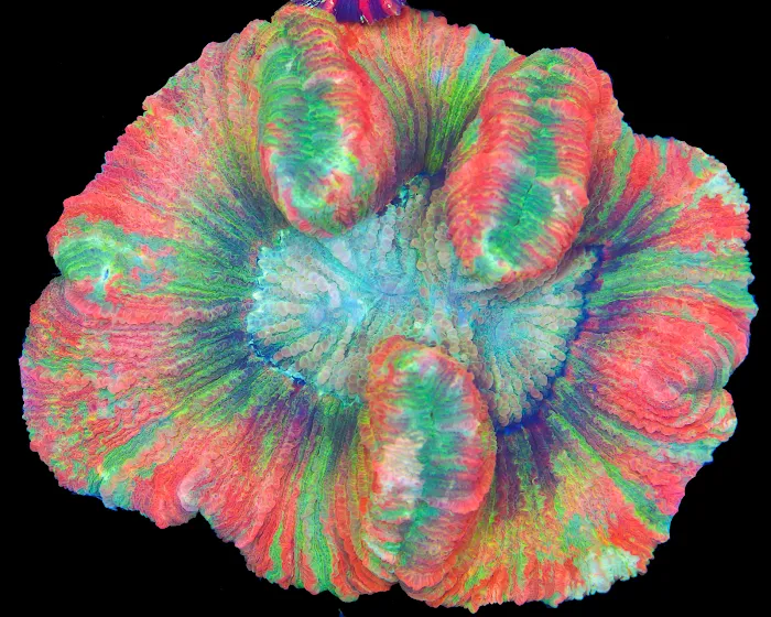 Timeless Corals 12
