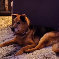 Bethany Animal Hospital ico