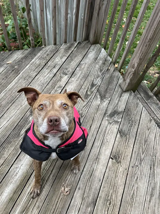 Cortland Animal Hospital 12