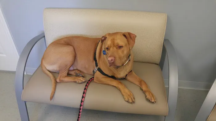 Cortland Animal Hospital 12
