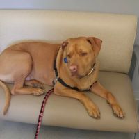 Cortland Animal Hospital ico