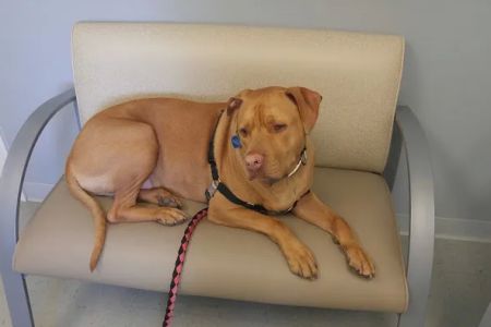 Cortland Animal Hospital
