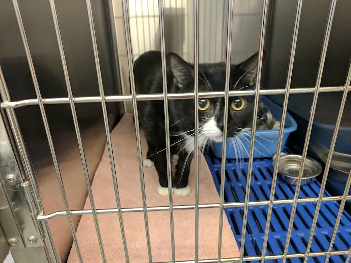 Cortland Animal Hospital 12