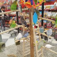 Petco ico