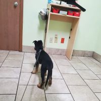 Belvidere Family Pet Hospital ico