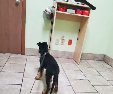 Belvidere Family Pet Hospital
