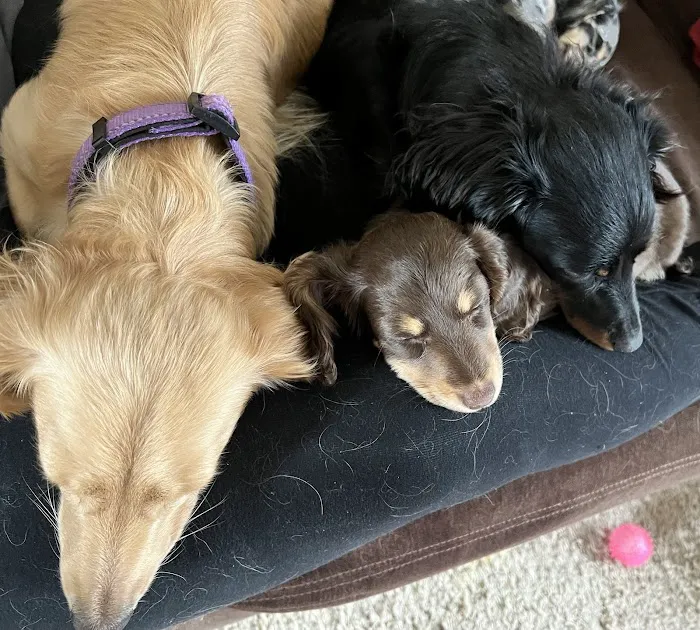 Belvidere Family Pet Hospital 12