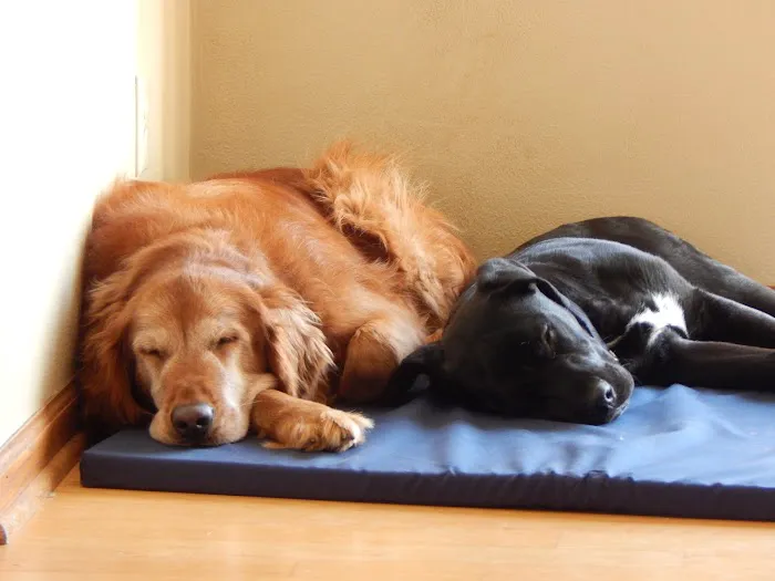 Belvidere Family Pet Hospital 12