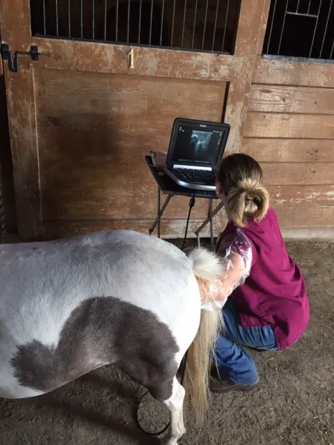 Lewis Veterinary Services LLC 12
