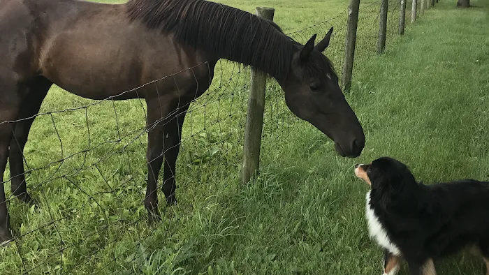 Lewis Veterinary Services LLC 12