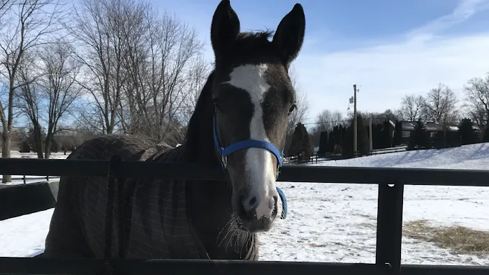 Lewis Veterinary Services LLC 12