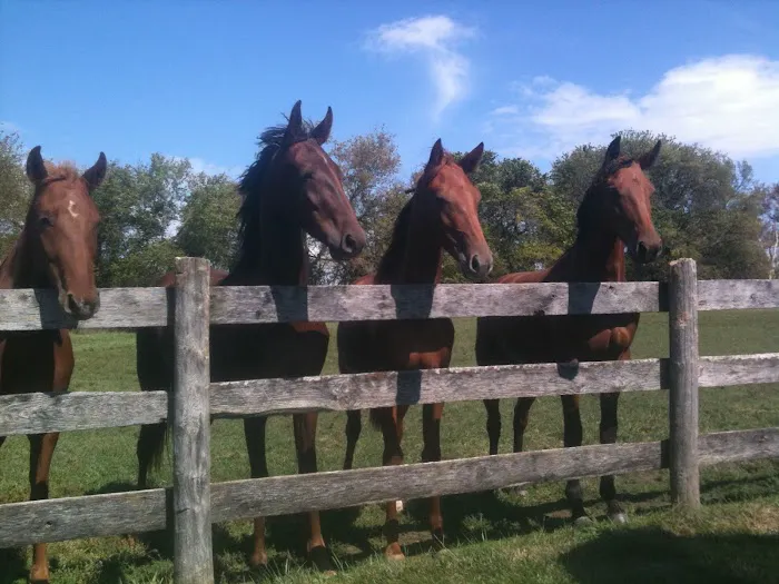 Lewis Veterinary Services LLC 12