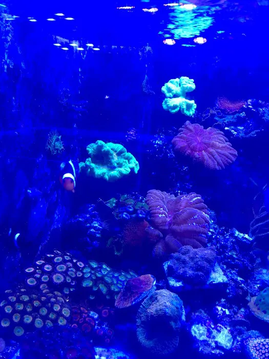 Golden State Corals 12
