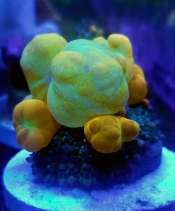 Golden State Corals 12